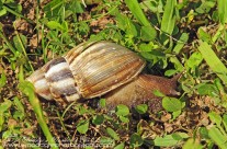 Great African Snail