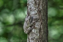 Nature’s Camouflage – Grey Tree Frog
