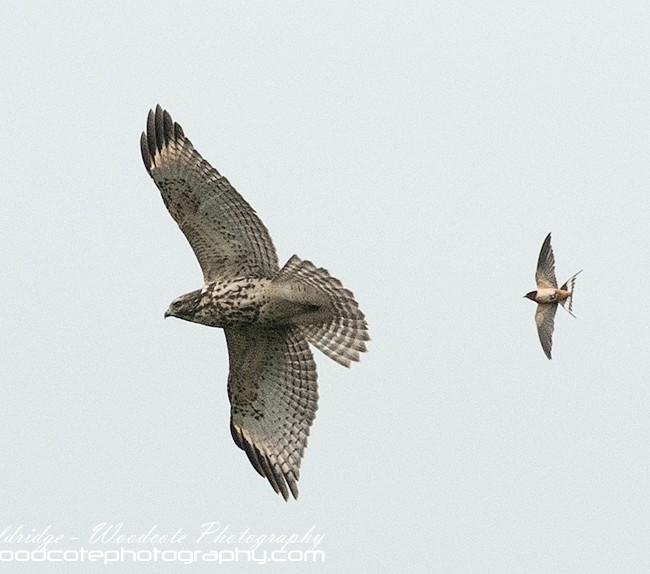 Hawk turning the tables on an angry Tree Swallow (see full details)