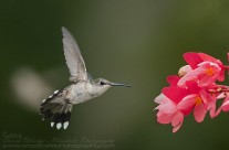 Ruby throated Hummingbird