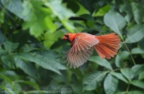Male Northern Cardinal in flight