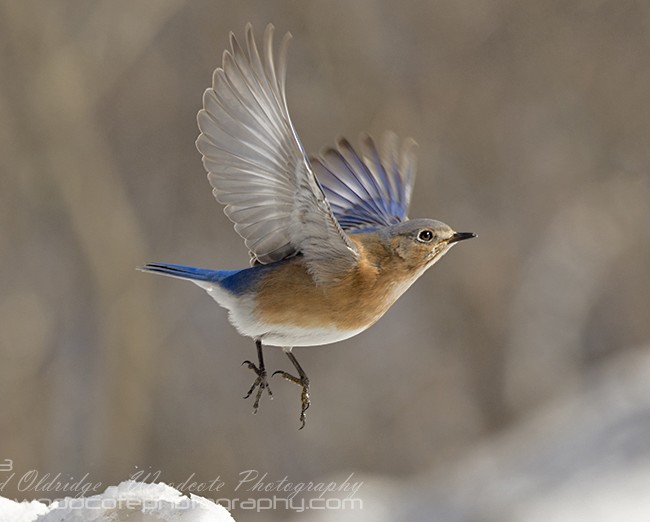 Bluebird flying 2