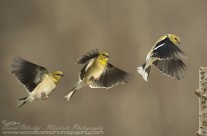 American Goldfinch in sequence
