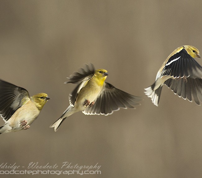 American Goldfinch in sequence