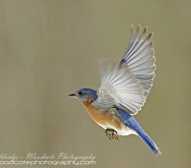 Bluebird flying 1