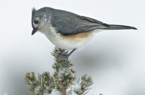 Tufted Titmouse Gallery