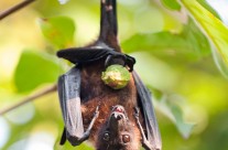 Fruit Bat – Flying Fox