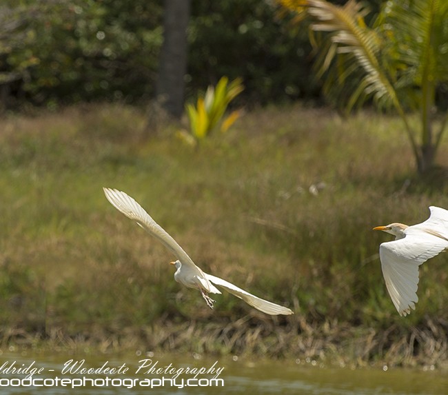 Cattle Egret – Mustique