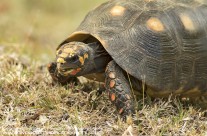 Red Legged Tortoise – Mustique