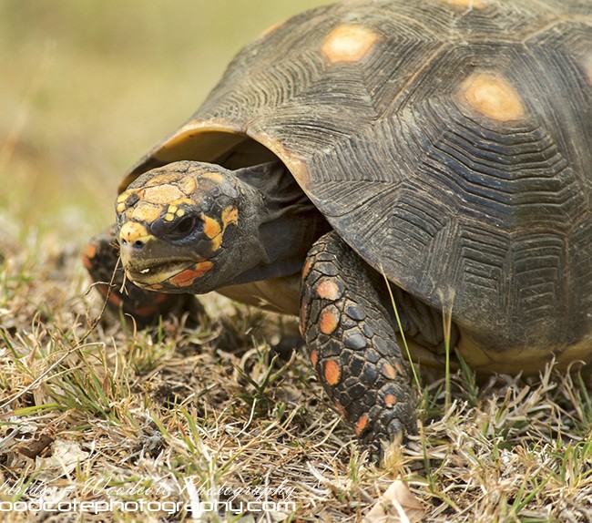 Red Legged Tortoise – Mustique
