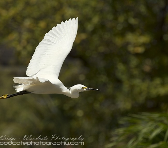 Little Egret – Mustique