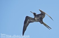 Magnificent Frigatebird – Mustique