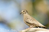 Ground Dove – Mustique