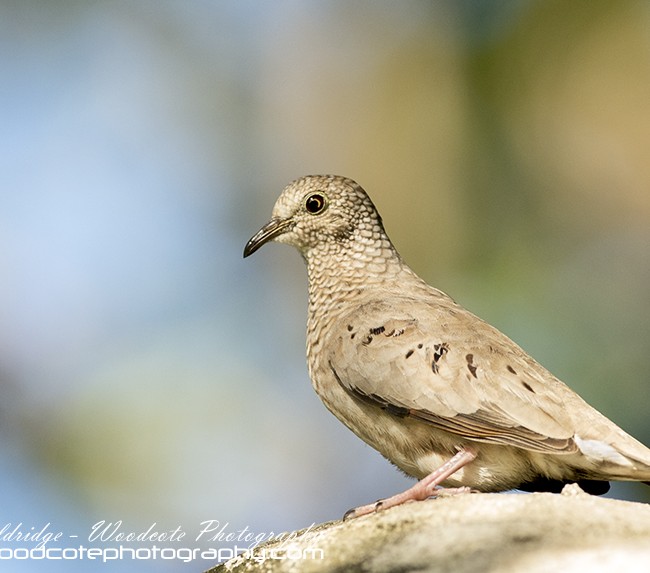 Ground Dove – Mustique