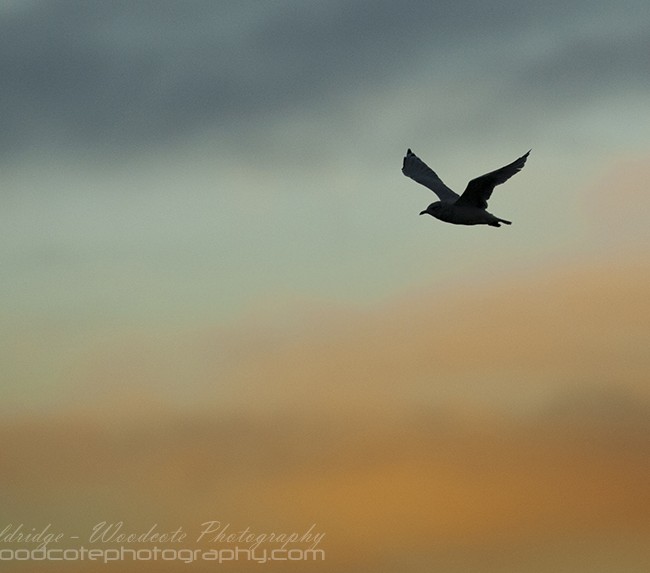Gull at sunrise