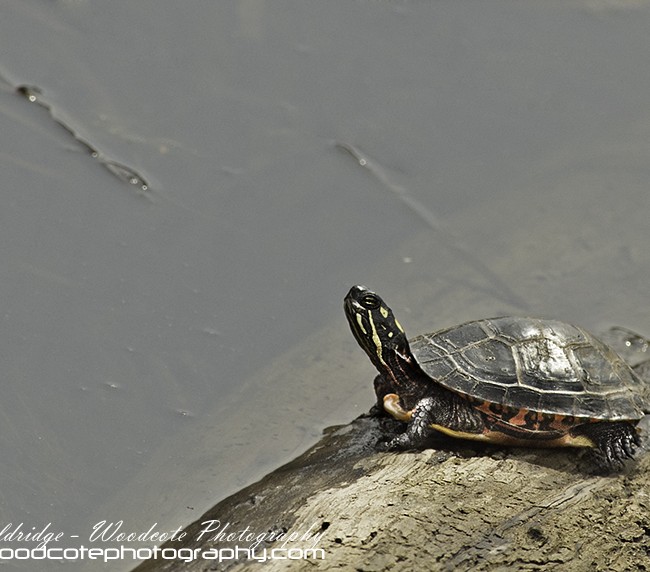 Juvenile Painted Turtle