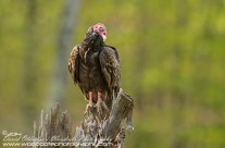 Turkey Vulture Gallery