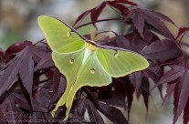 Luna Moth – 4.5 inch wingspan