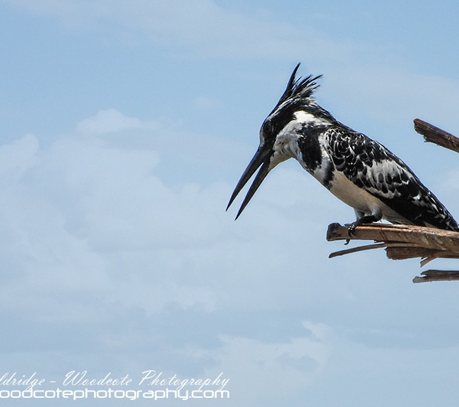 Pied Kingfisher fishing the River Nile in Egypt