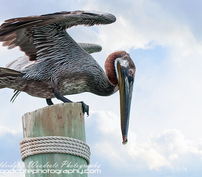 Brown Pelican on Virgin Islands
