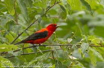 Scarlet Tanager Gallery