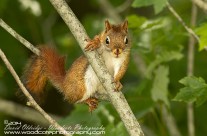 American Red Squirrel Gallery