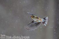 American Goldfinches Gallery