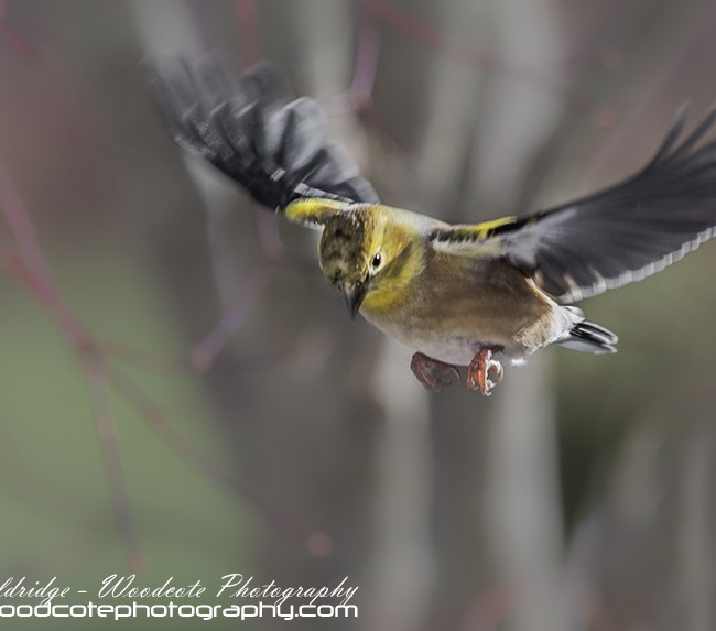 Winter American Goldfinch