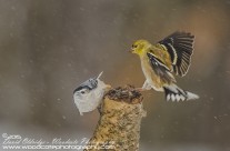 Goldfinch and Nuthatch vying for real estate