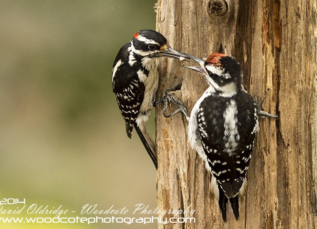 Downy Woodpeckers – feeding time