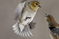 Feisty Winter American Goldfinches