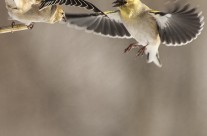 Winter American Goldfinches