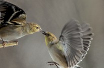 Feisty Winter American Goldfinches