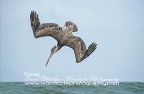 Brown Pelican – diving sequence